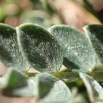 Astragalus incanus Blatt