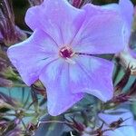 Phlox paniculata Fleur