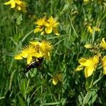 Hypericum richeri Blüte