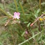 Epilobium lanceolatum Flower