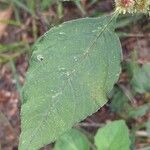 Amaranthus retroflexusLeaf