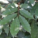 Craibia grandiflora Φύλλο