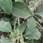 Solanum erianthum Fruto