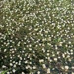 Ranunculus fluitansFlower