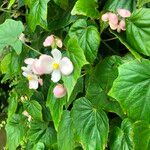 Begonia formosana Habit