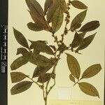 Eurya cerasifolia autre