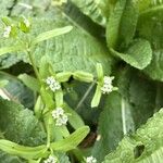 Valerianella locusta Fleur