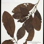 Byrsonima crispa Hoja