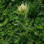 Cirsium spinosissimum عادت داشتن