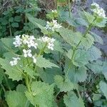 Alliaria petiolata Habit