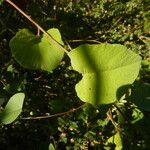 Camonea umbellata ഇല