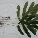 Coniogramme africana Hábito