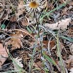 Carlina vulgaris 形態
