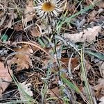 Carlina vulgaris Vekstform