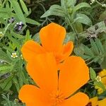 Eschscholzia caespitosa 花