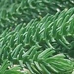 Araucaria laubenfelsii Hoja