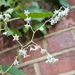 Fallopia aubertiiBlüte