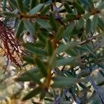 Podocarpus totara Hoja