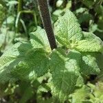 Scrophularia scorodonia Leaf