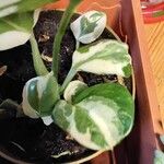 Peperomia obtusifolia Folha