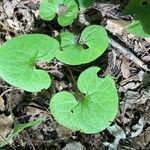 Asarum canadense Liść