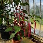 Acalypha chamaedrifoliaЦветок