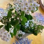 Spiraea × vanhouttei Kvet