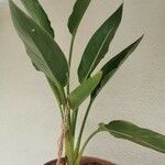 Strelitzia nicolai Hoja