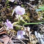 Astragalus austriacus Flower