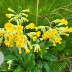 Primula verisFlower