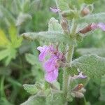 Teucrium scordium Blomma