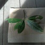 Tovomita longifolia Liść
