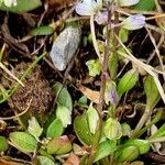 Polygala amarella Folha