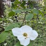 Cornus floridaVirág