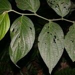 Piper scintillans Leaf