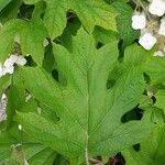 Hydrangea quercifolia Leht