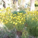 Coreopsis gigantea Buveinė