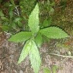 Sanicula canadensis Hoja