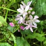Allium unifolium Blüte