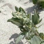 Atriplex laciniata Blatt