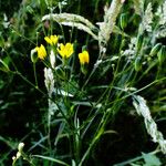 Lapsana communis 整株植物