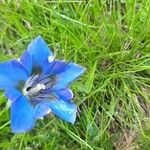 Gentiana alpinaফুল