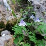 Aquilegia nigricansBlomma