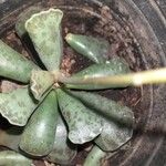 Adromischus cooperi Blad