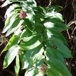 Maianthemum racemosum 葉