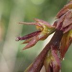 Bulbophyllum erectum