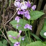 Orychophragmus violaceus Blüte