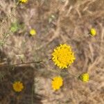 Chaenactis glabriuscula Flor
