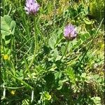 Astragalus stella Other