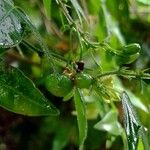 Passiflora suberosa Fruit